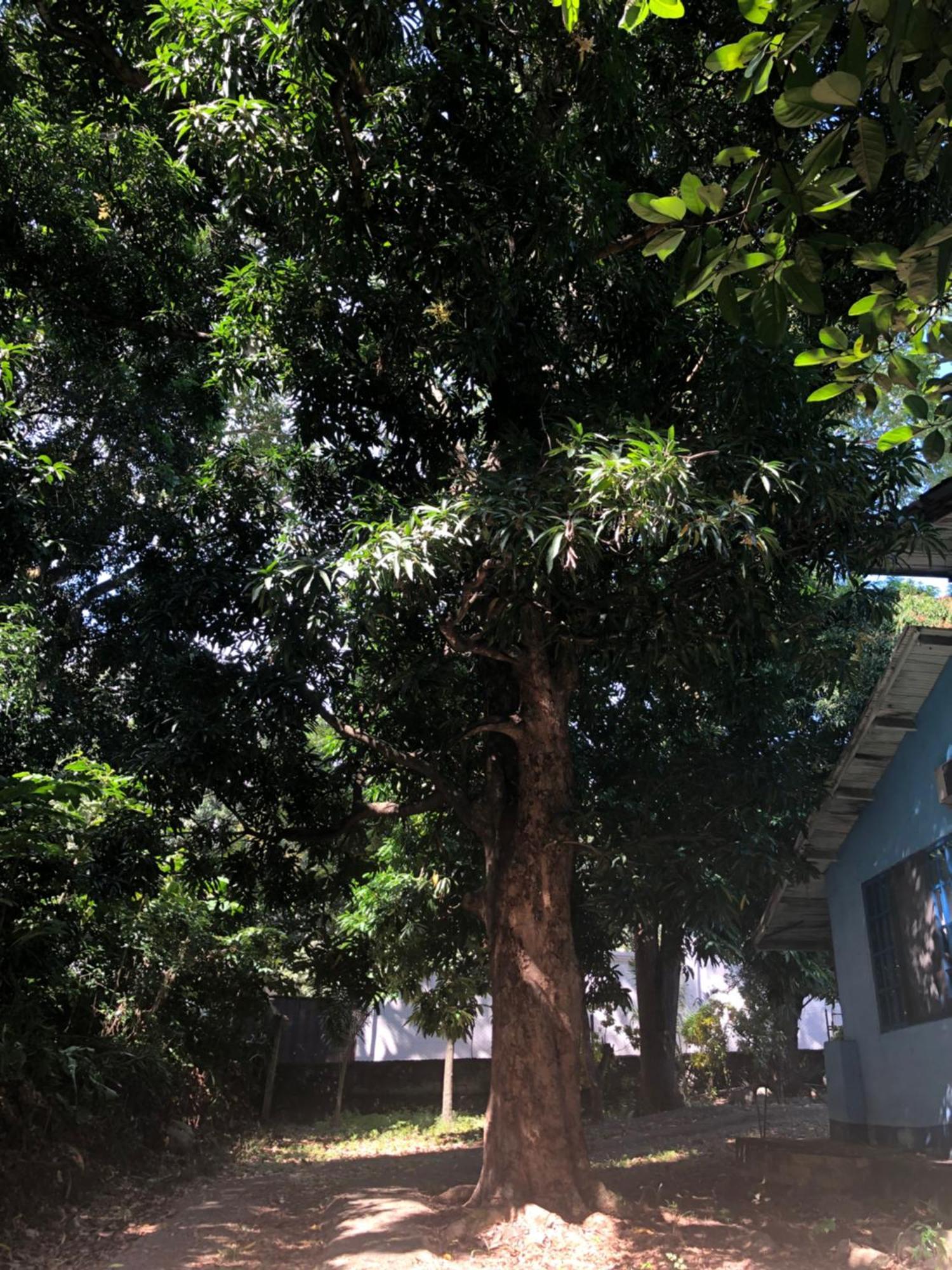 Hostal Juan Lindo San Pedro Sula Luaran gambar
